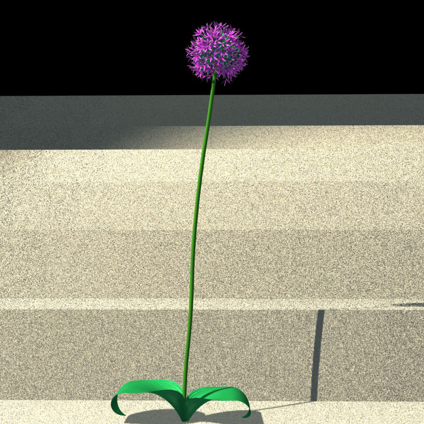 Allium giganteum