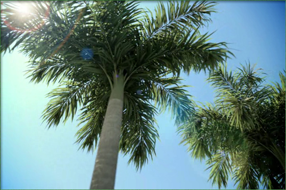 TREE STORM palms