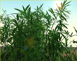 Bamboo growth [Argemi]