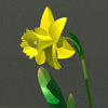 Narcissus carlton