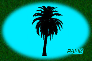 Palm Nursery
