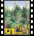 Bec Yucca movie